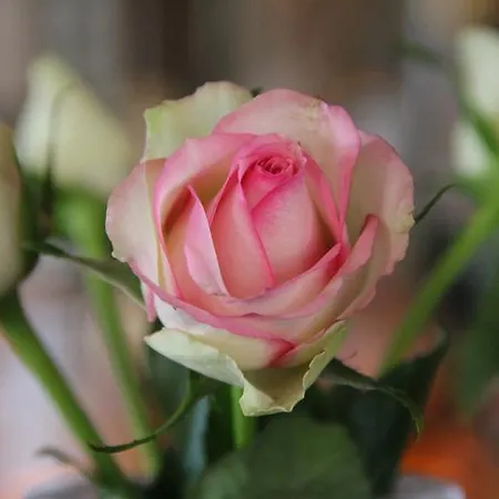 מלון Suiten-hotel Mare 4*