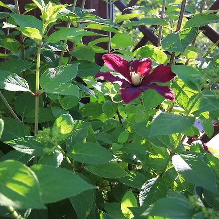 Suiten-hotel Mare Hotel Langeoog